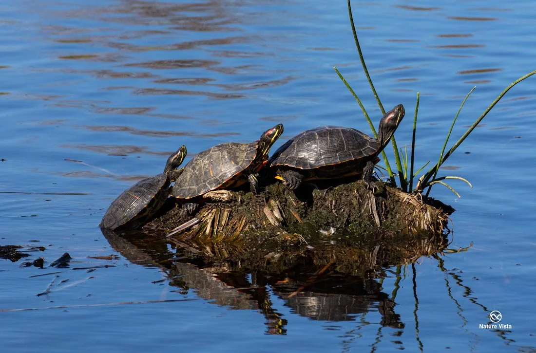 Sweetwater Wetland Park, Arizona