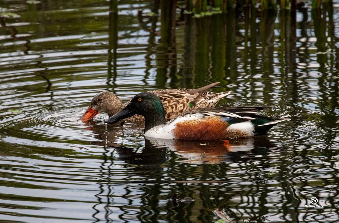 Sweetwater Wetland Park, Arizona