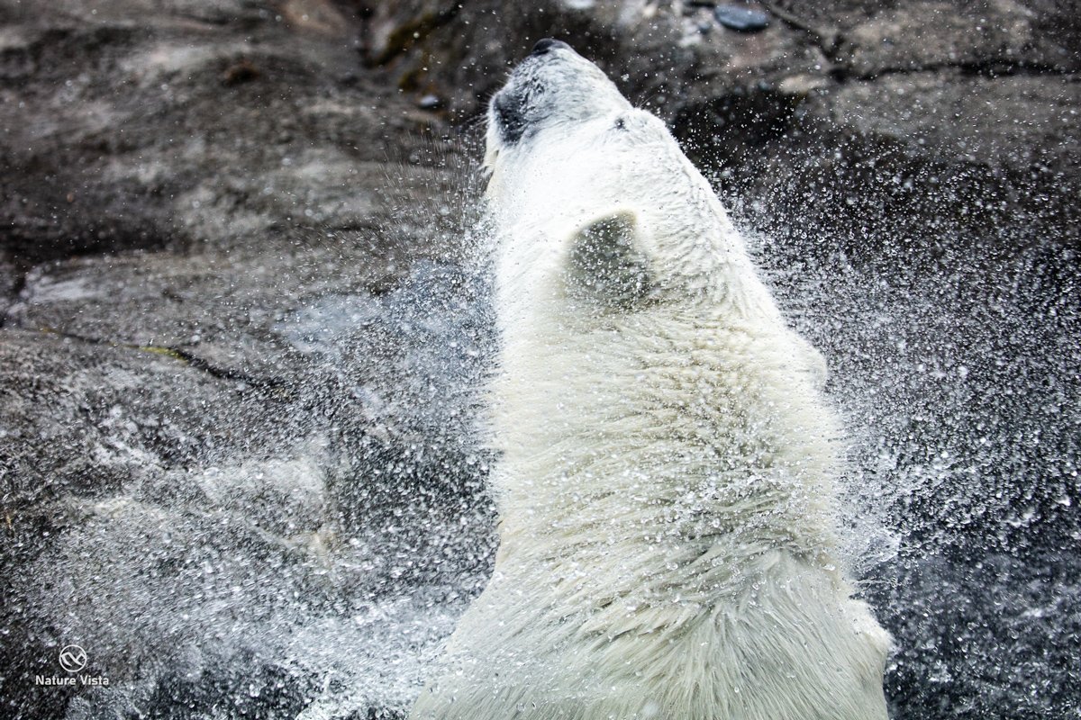 Alaska Zoo, Anchorage, Alaska