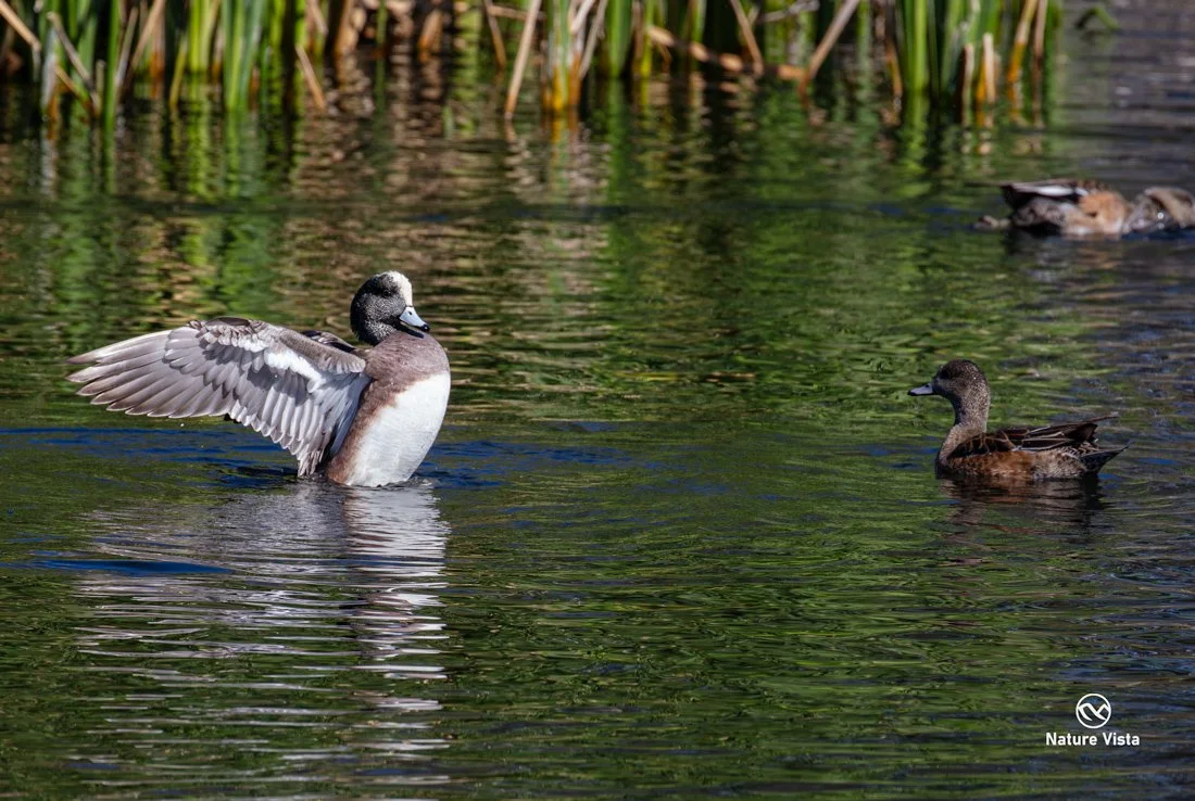 Sweetwater Wetland Park, Arizona