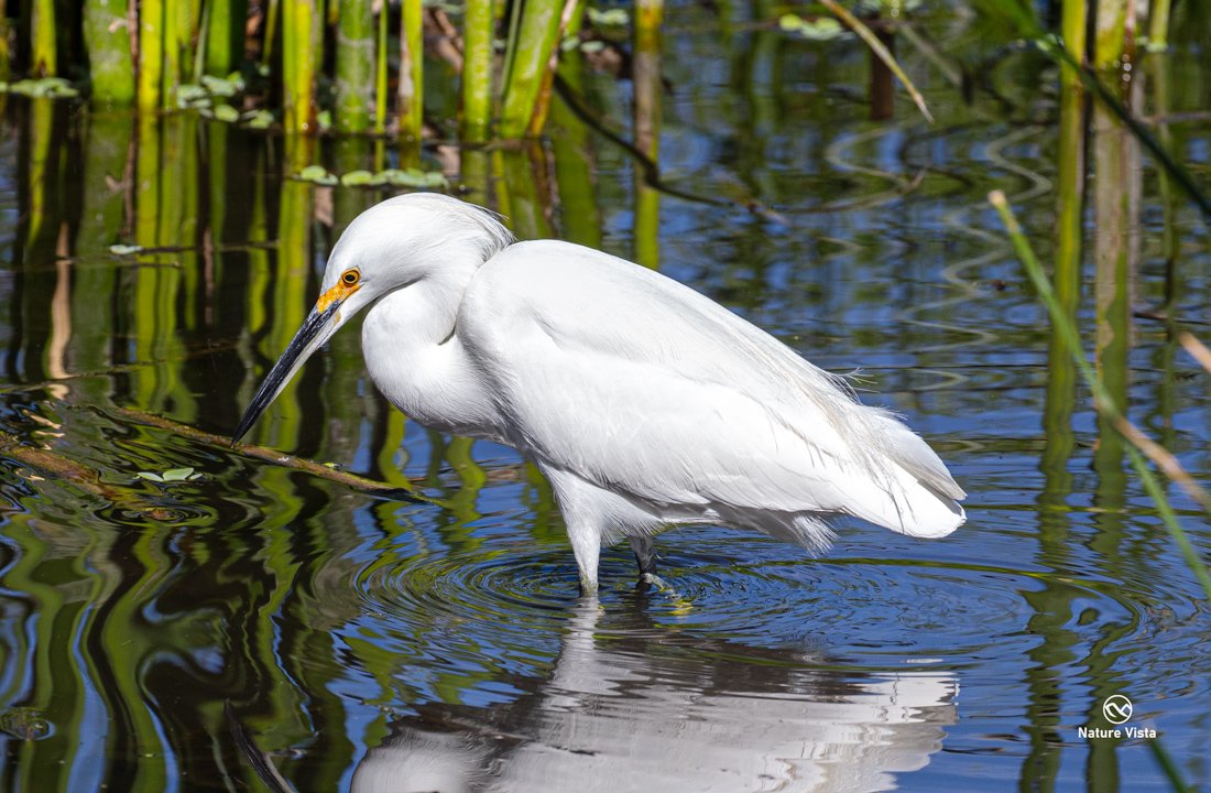 Sweetwater Wetland Park, Arizona