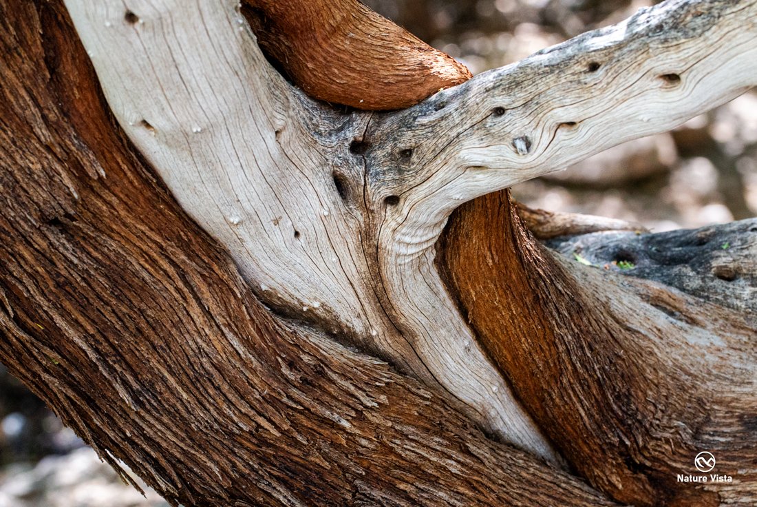 Arizona Sonora Desert Museum, Arizona