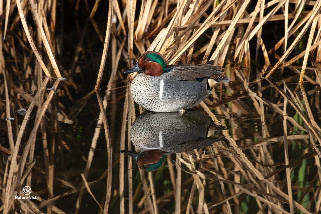Sweetwater Wetland Park, Arizona
