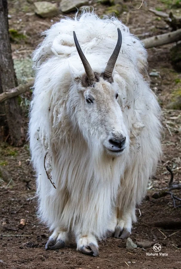 Alaska Zoo, Anchorage, Alaska