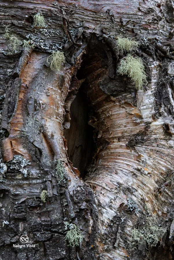 Eagle River Nature Center, Alaska