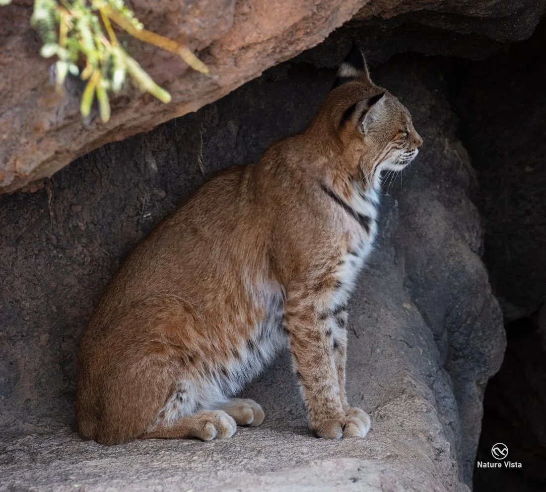 Arizona-Sonora Desert Museum,  Arizona
