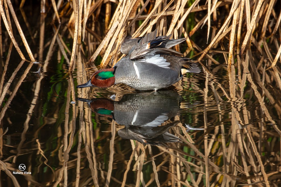 Sweetwater Wetland Park, Arizona