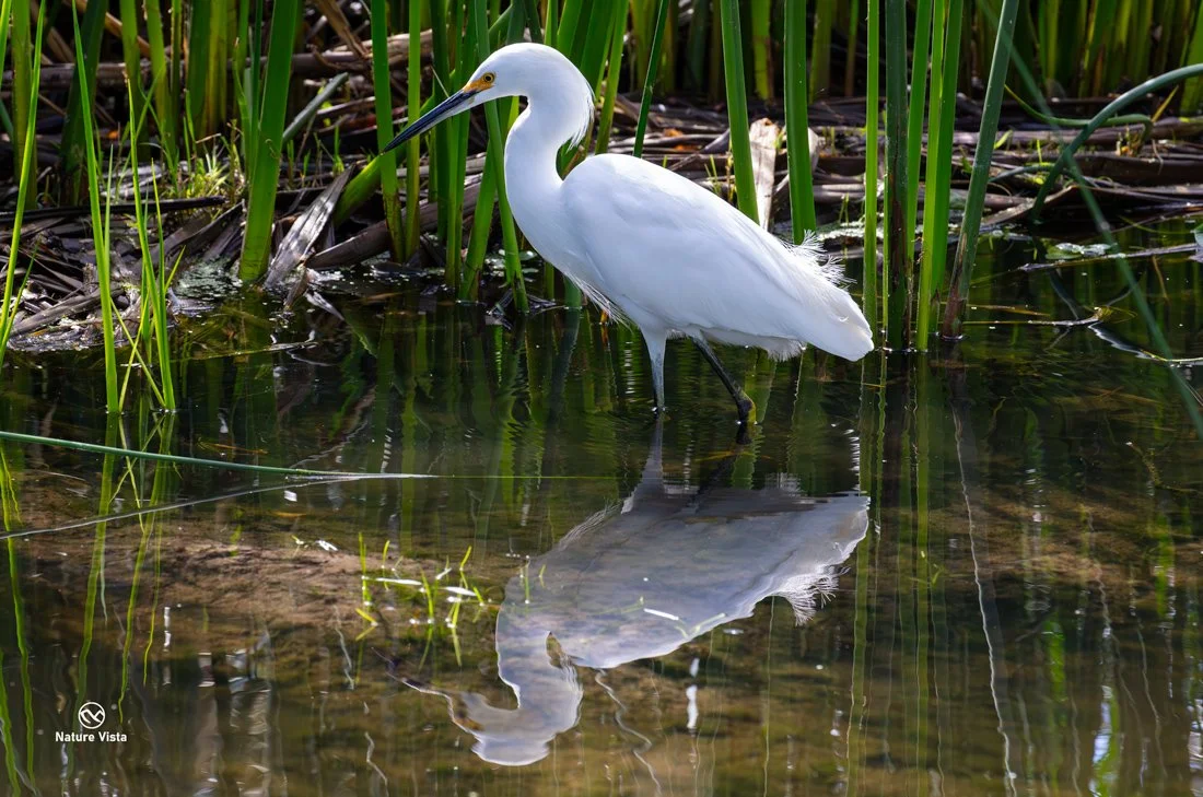 Sweetwater Wetlands Park, Arizona