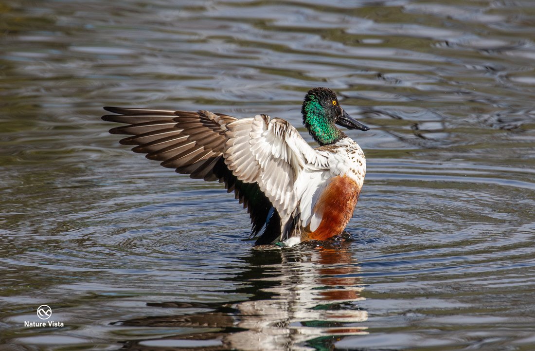 Sweetwater Wetland Park, Arizona