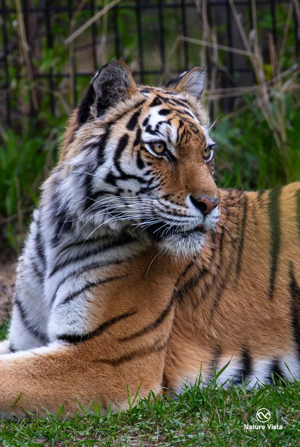 Alaska Zoo, Anchorage, Alaska
