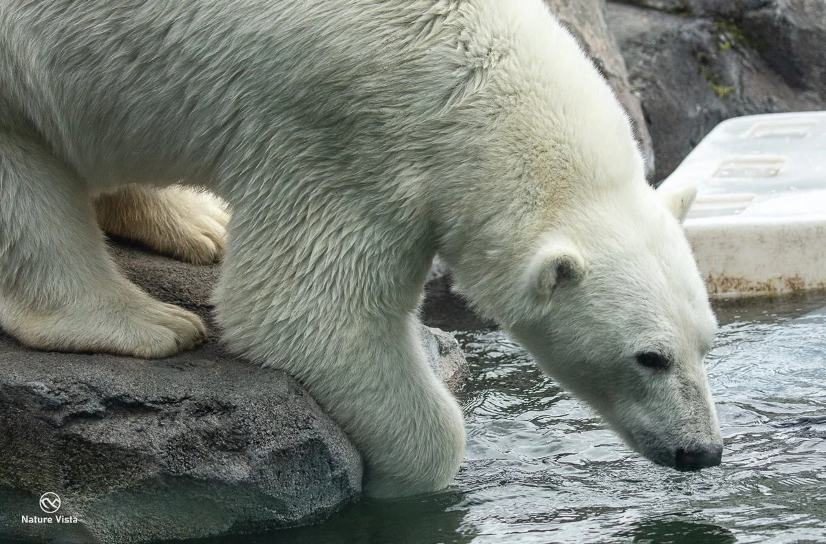 Alaska Zoo, Anchorage, Alaska