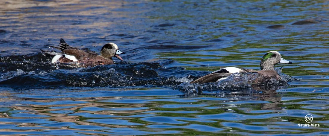 Sweetwater Wetland Park, Arizona