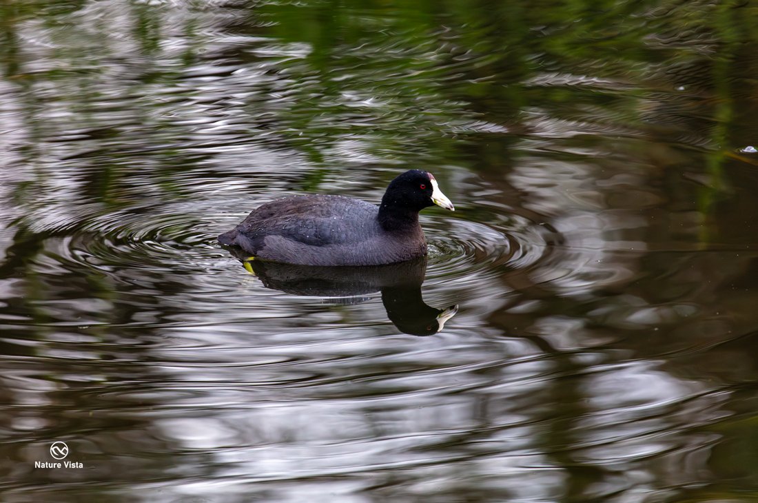 Sweetwater Wetland Park, Arizona