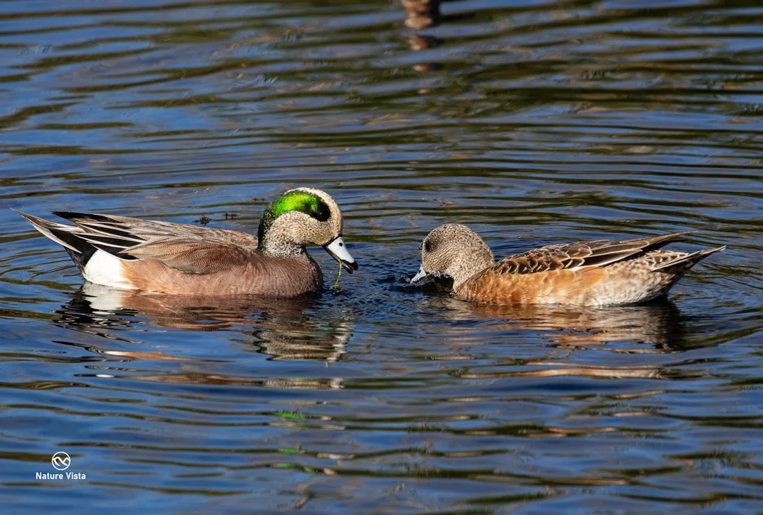 Sweetwater Wetland Park, Arizona