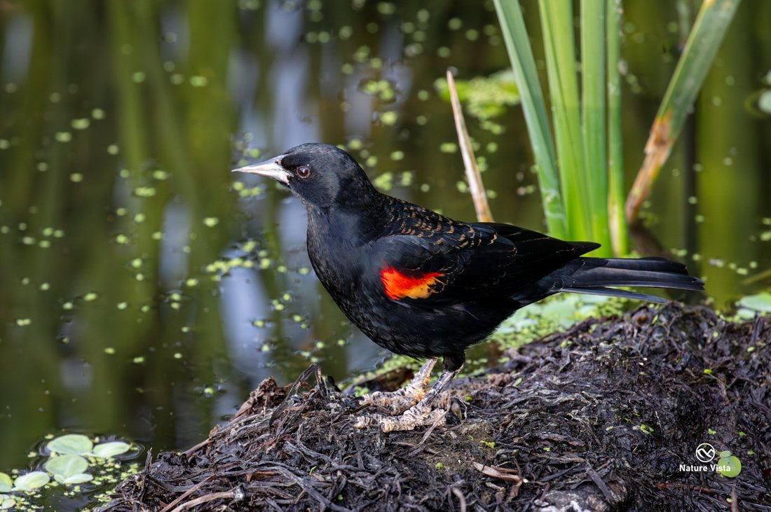 Sweetwater Wetland Park, Arizona