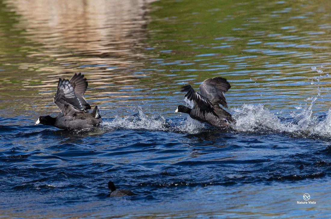Sweetwater Wetland Park, Arizona