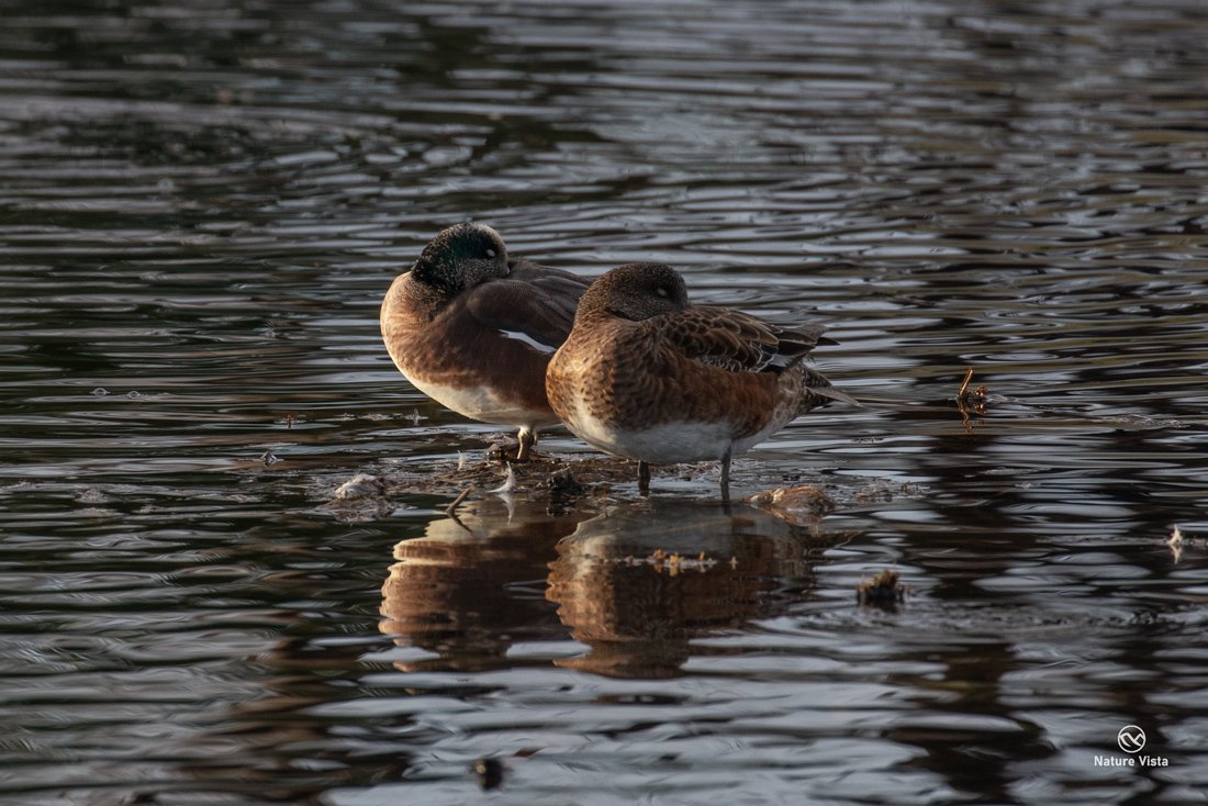 Sweetwater Wetland Park, Arizona