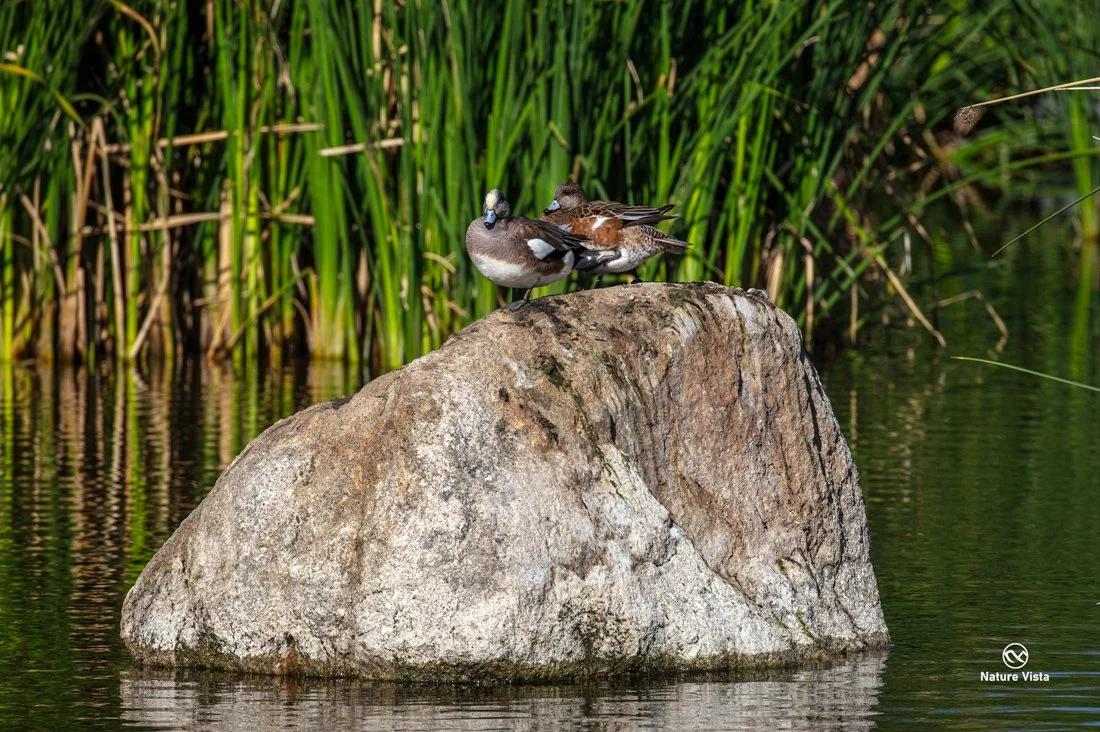 Sweetwater Wetland Park, Arizona