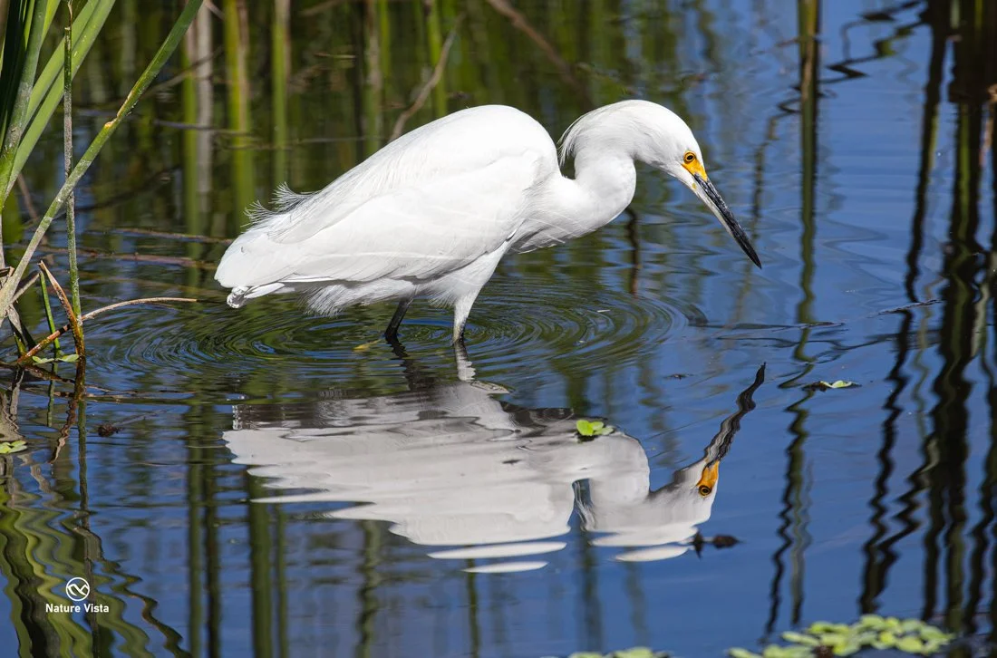 Sweetwater Wetlands Park, Arizona