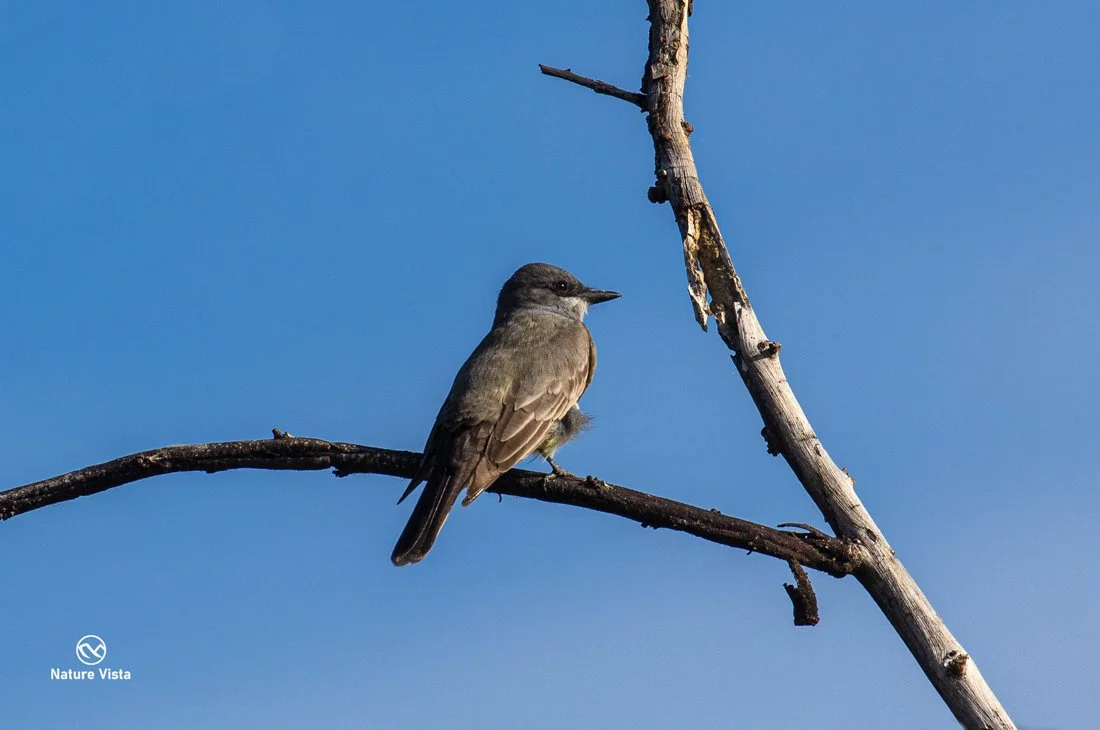 Sweetwater Wetland Park, Arizona