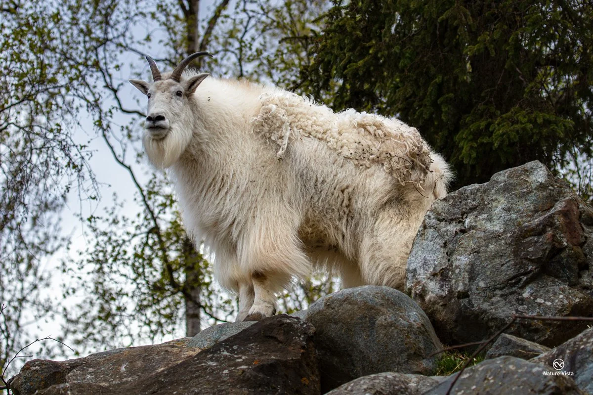 Alaska Zoo, Anchorage, Alaska