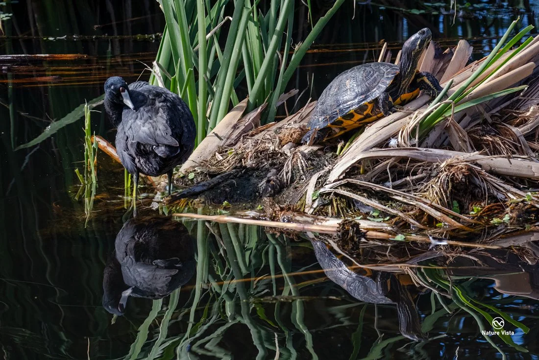 Sweetwater Wetland Park, Arizona