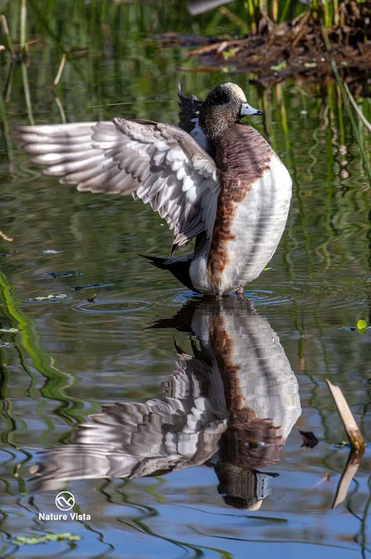Sweetwater Wetland Park, Arizona