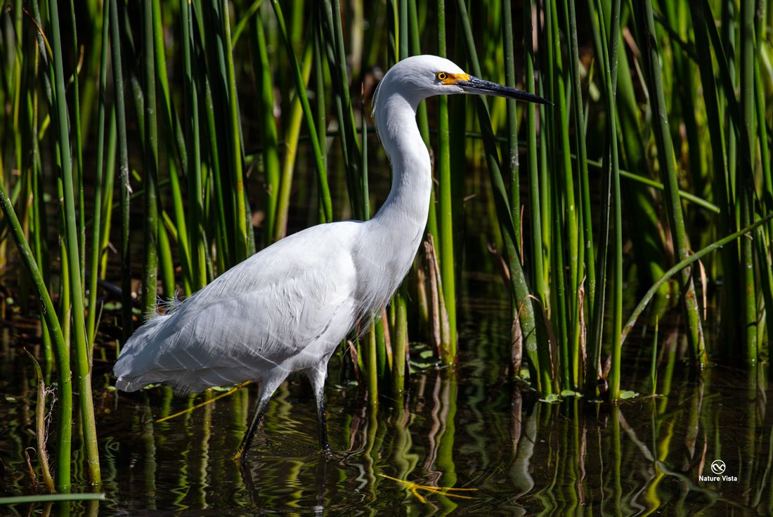 Sweetwater Wetland Park, Arizona