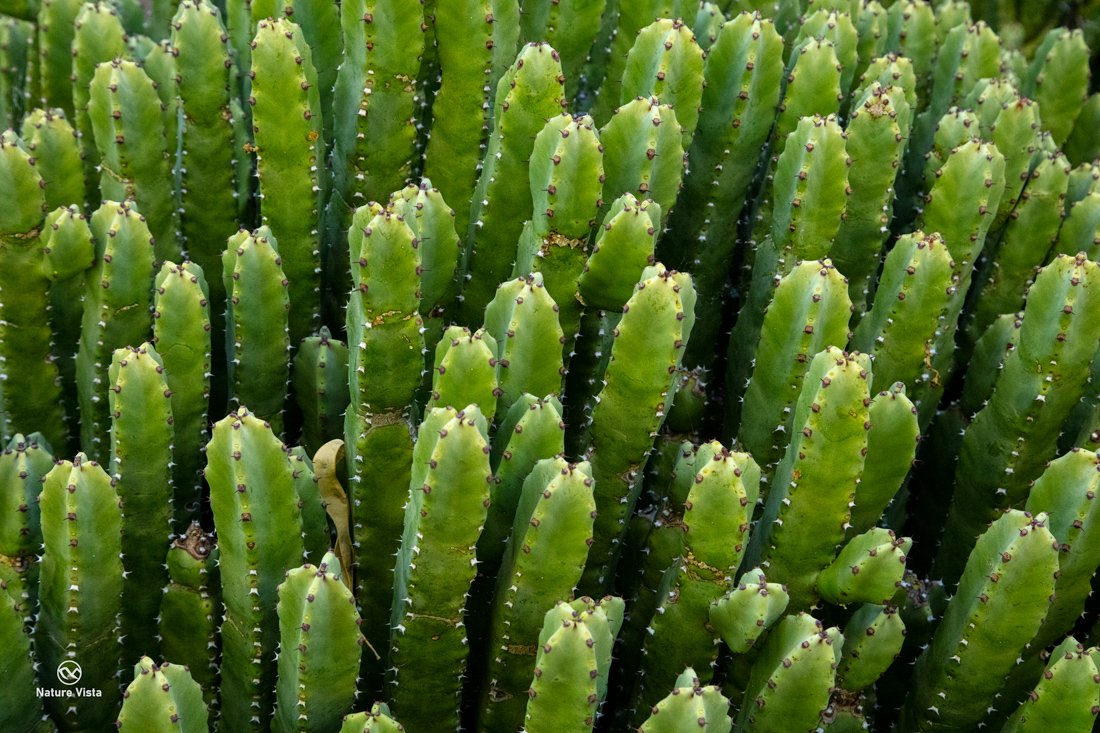 Arizona Sonora Desert Museum, Arizona