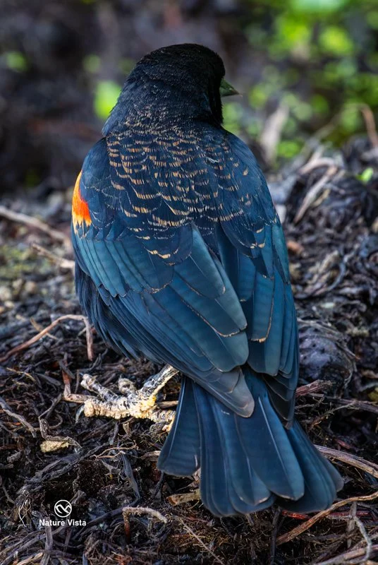 Sweetwater Wetland Park, Arizona
