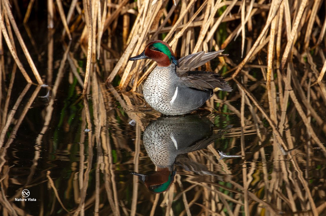 Sweetwater Wetland Park, Arizona