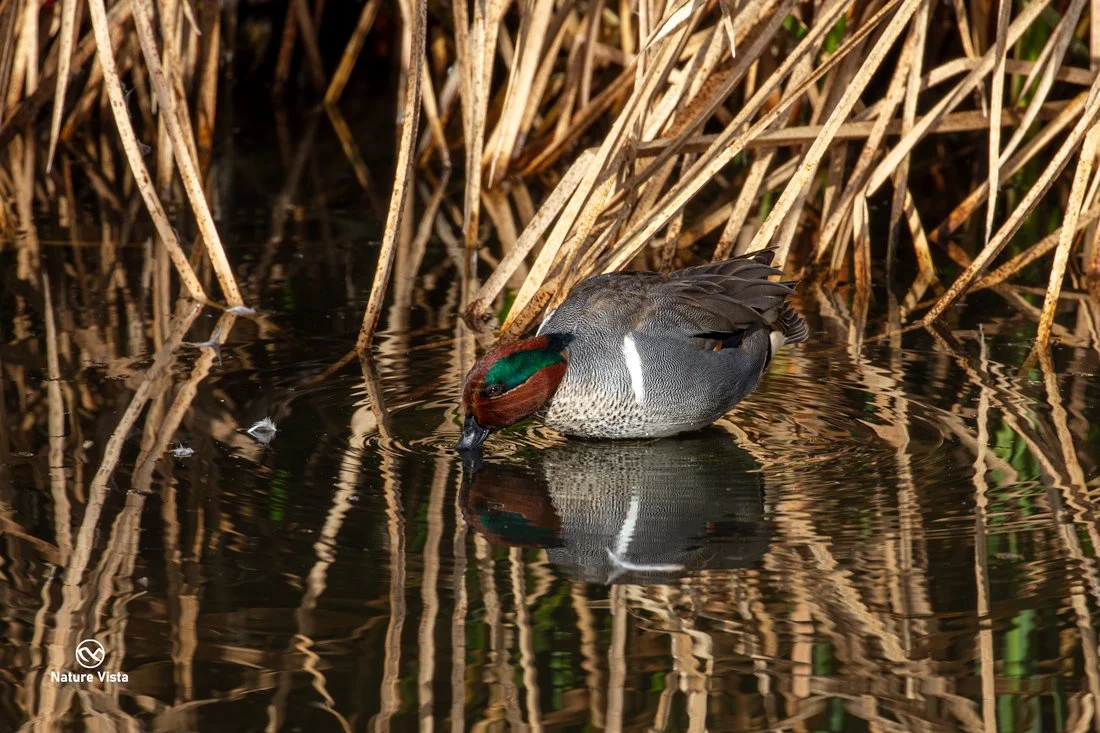 Sweetwater Wetland Park, Arizona