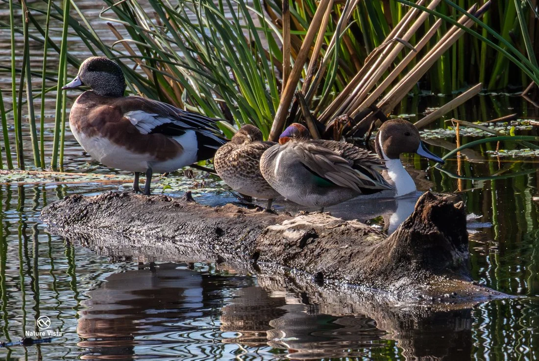Sweetwater Wetland Park, Arizona