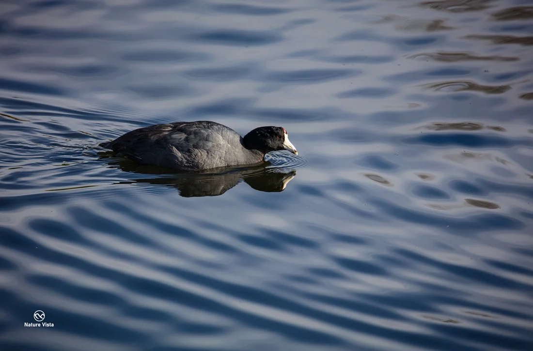 Sweetwater Wetland Park, Arizona