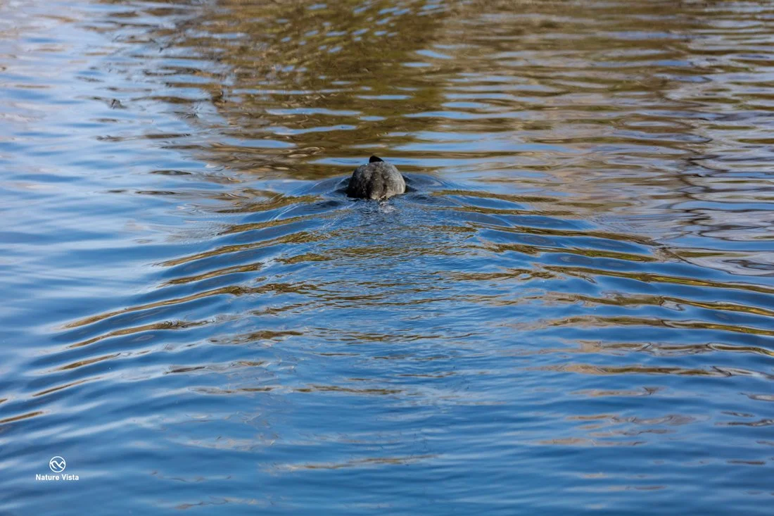 Sweetwater Wetland Park, Arizona