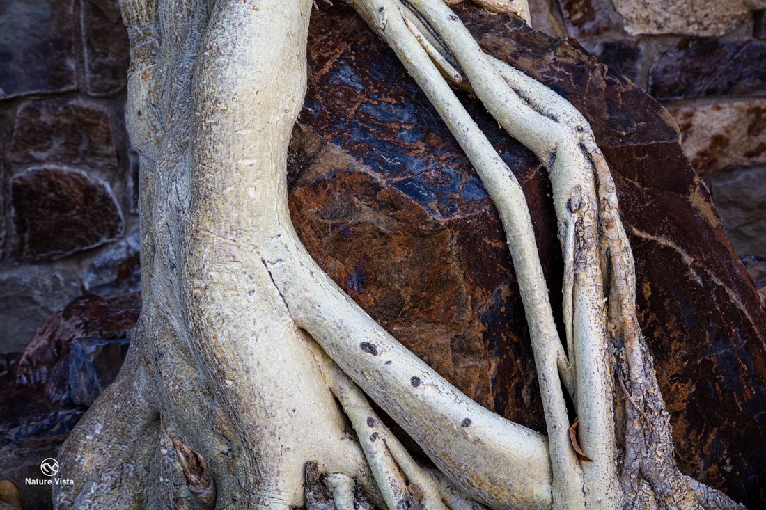 Arizona Sonora Desert Museum, Arizona
