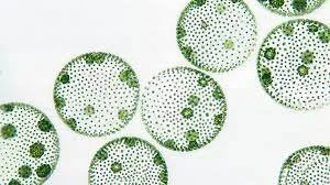 Living Ink teams up with D&amp;K printing, Cast Iron Design and Patagonia