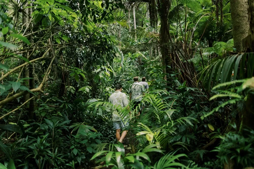 Three people walking through dense tropical rainforest surrounded by lush green foliage and tall trees.