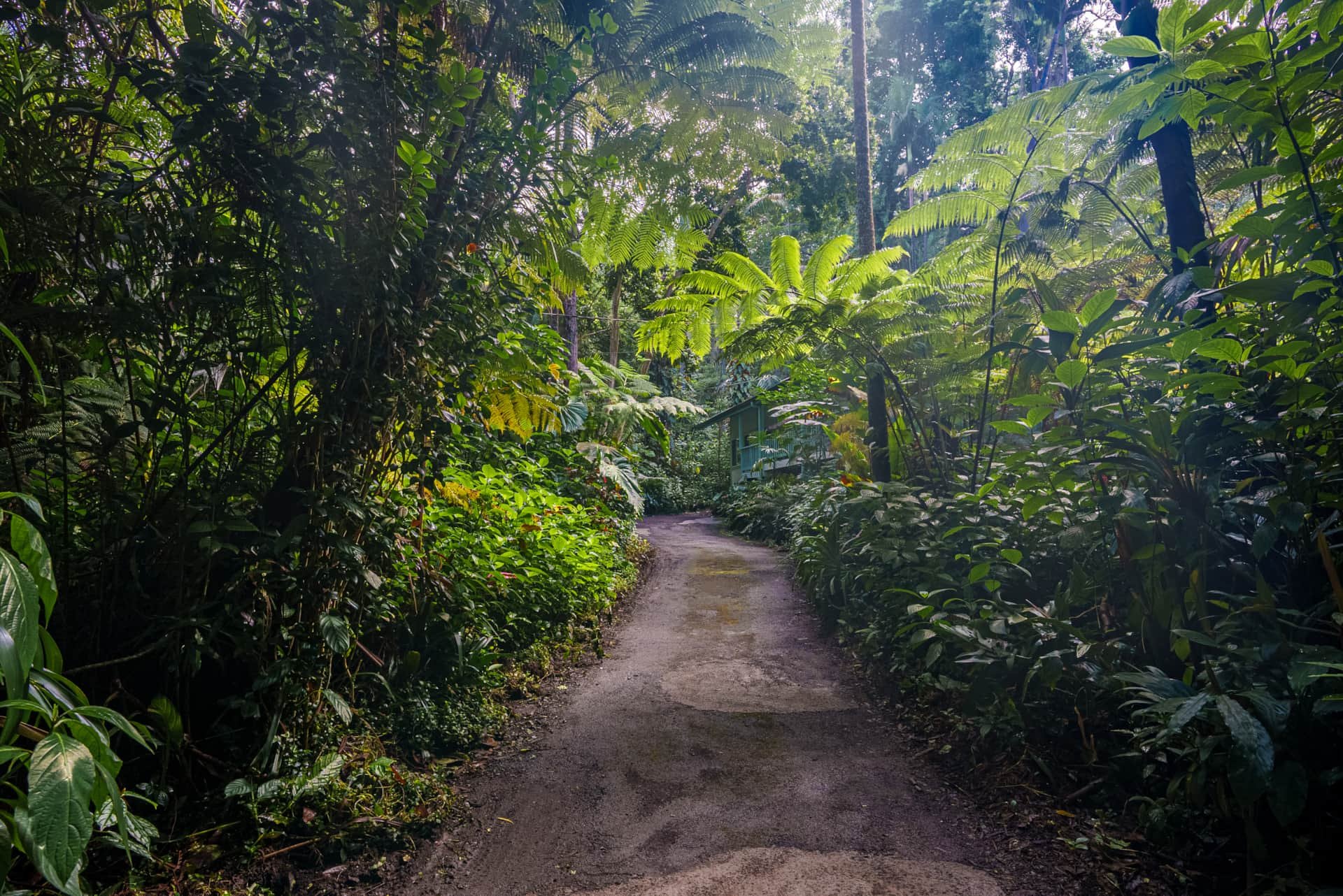 A narrow dirt path winding through lush green tropical jungle with dense foliage and trees.
