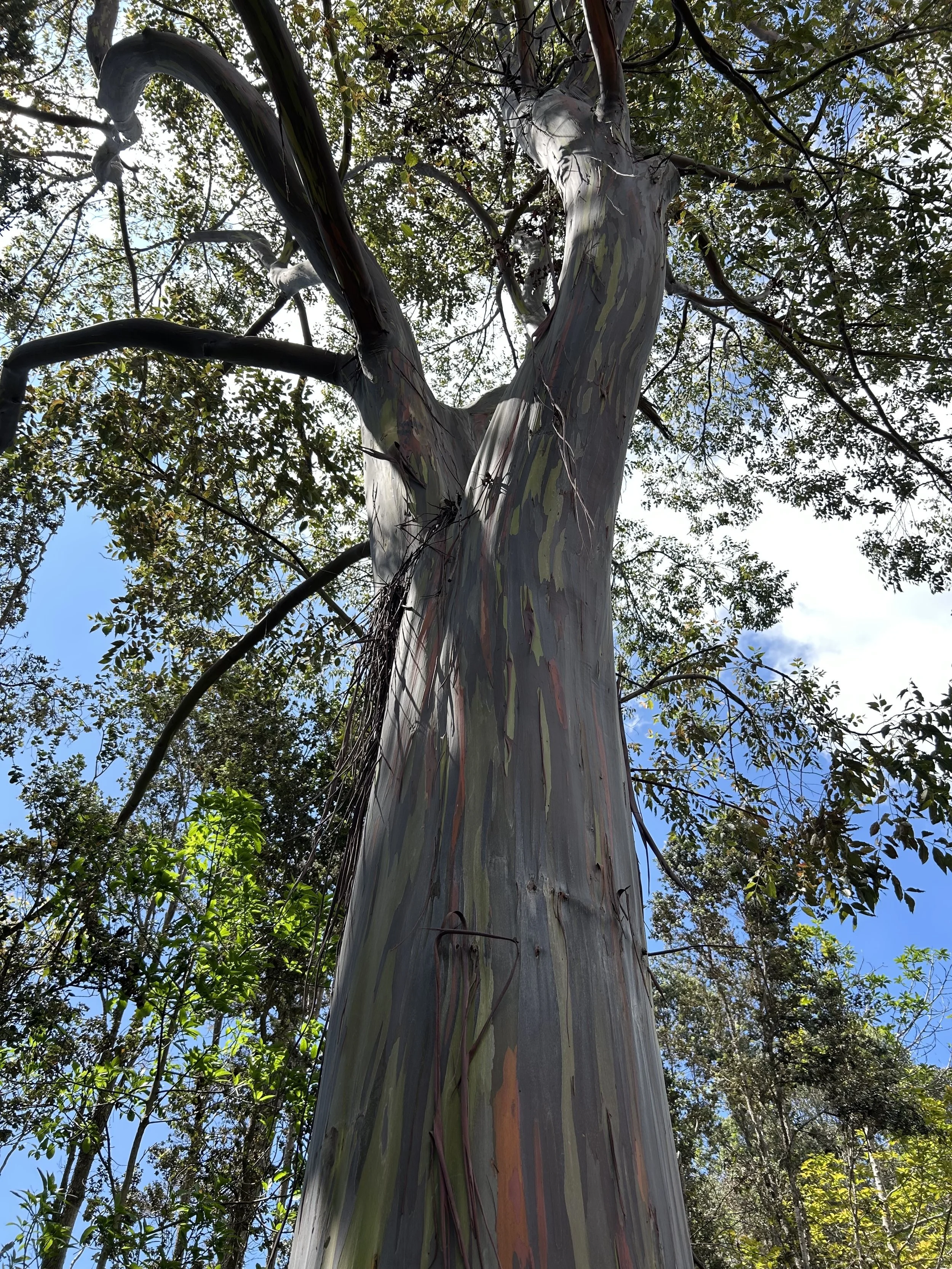 Looking up at a tall eucalyptus tree with smooth, multi-colored bark and green leaves, against a background of blue sky with some clouds.