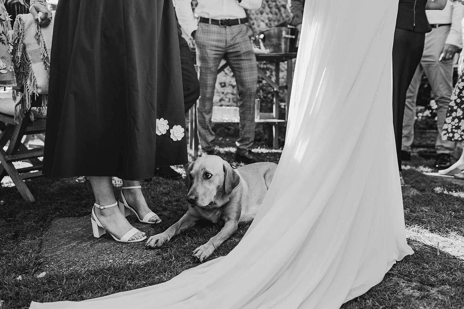 dogs at weddings