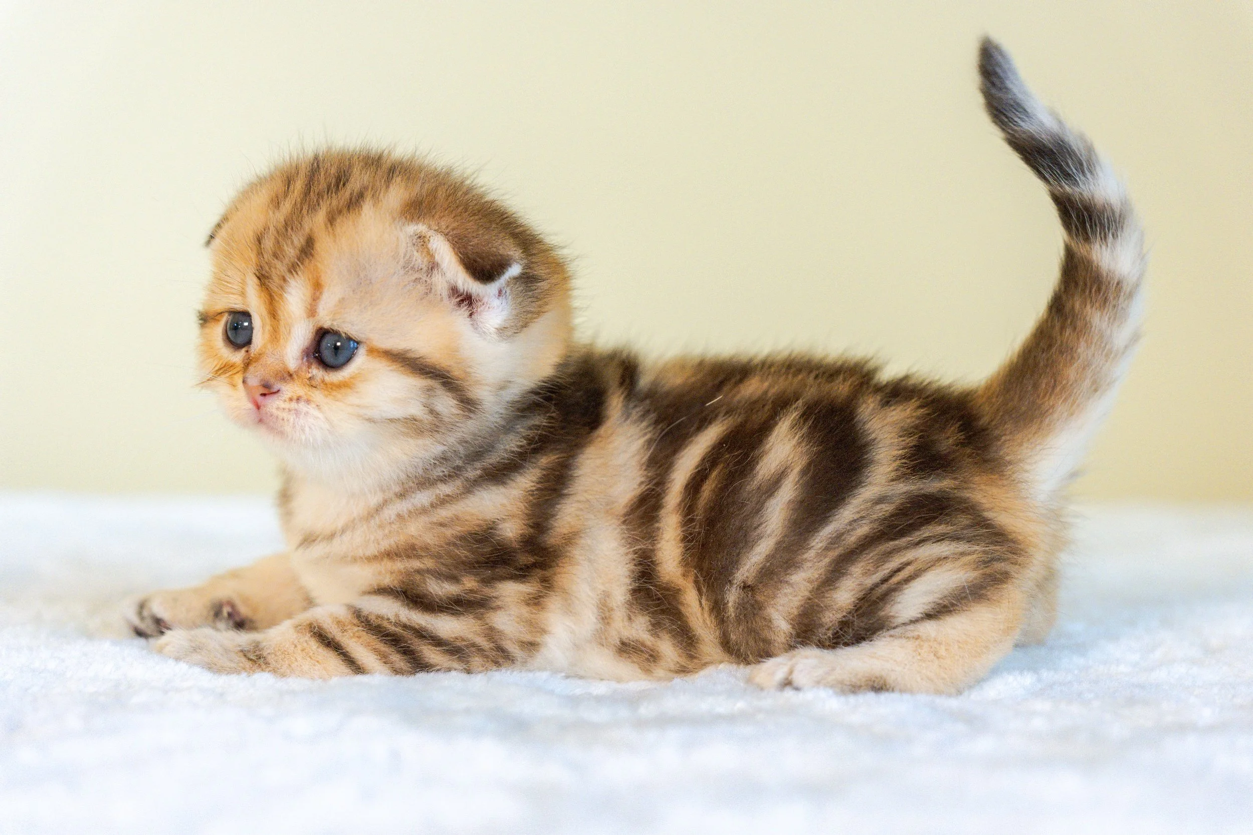 Isabella, female black golden classic tabby Scottish kitten with a beautiful ny22 coat, raised at PurrfectlyFold Cattery in Pennsylvania.