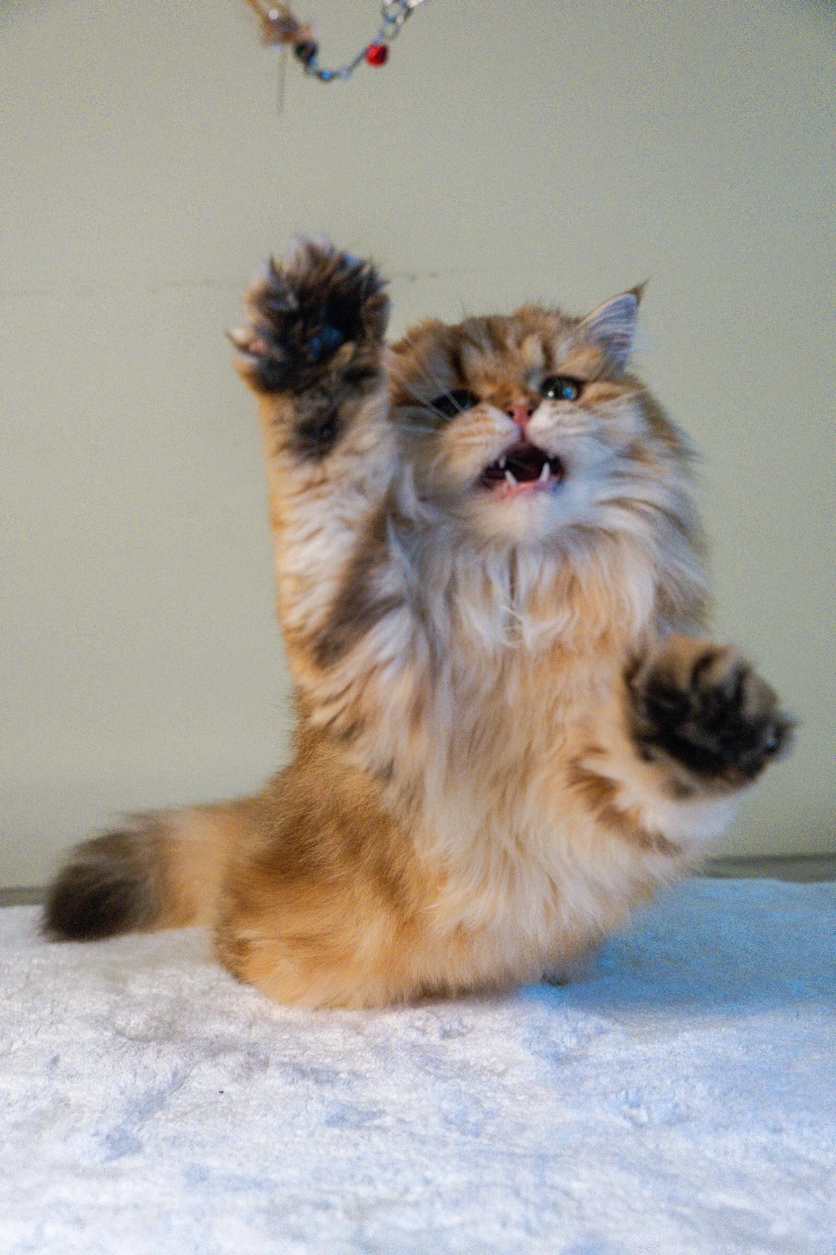 Malvina, our beautiful TICA-registered Scottish Straight Longhair future queen with a bright golden (ny22) coat and stunning green eyes. Very social, playful, and affectionate, she loves human company at PurrfectlyFold Cattery in Pennsylvania.