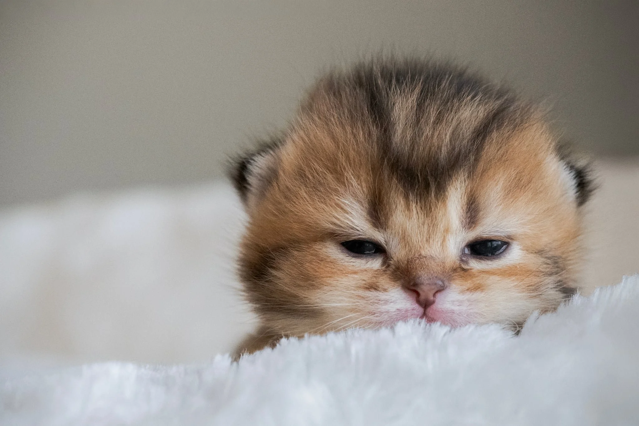 Malden Litter F - Flora Scottish Fold Kittens Scottish Fold Black Golden Shaded ny 25 DOB 1.10.2026