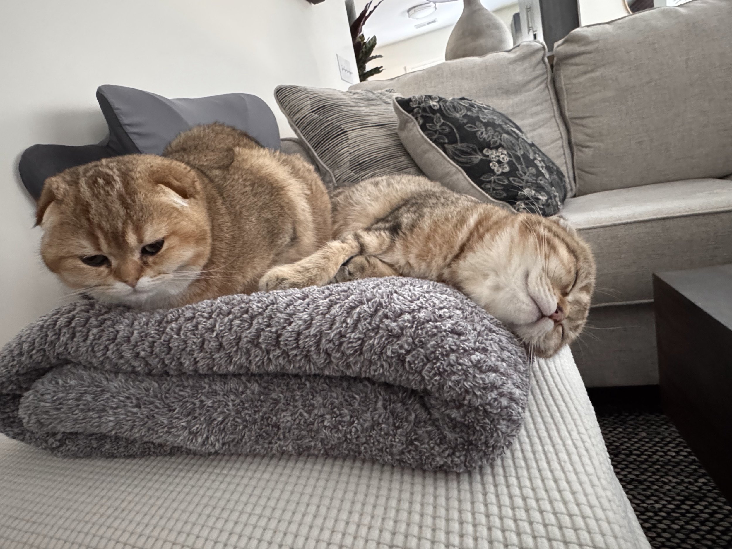 Two Scottish Fold kittens black golden shaded and classic tabby cuddling together 