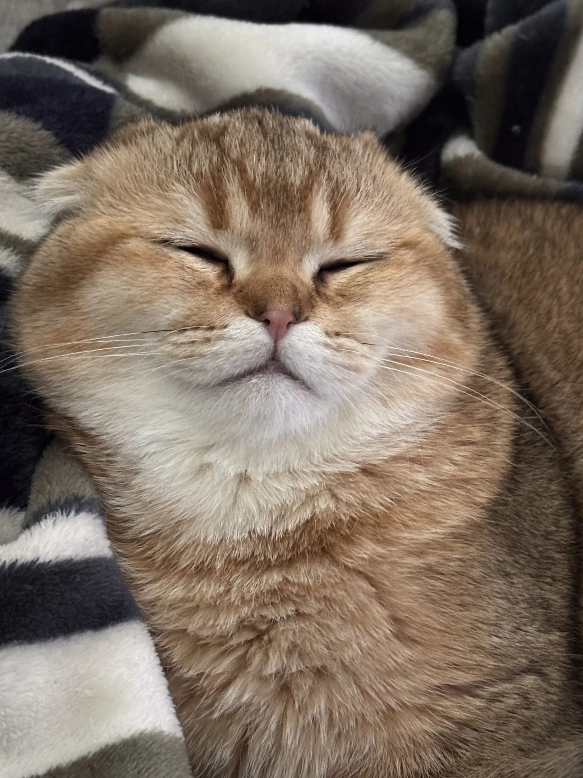 Preventing Cat Acne in Scottish Folds: Tips for Healthy Skin