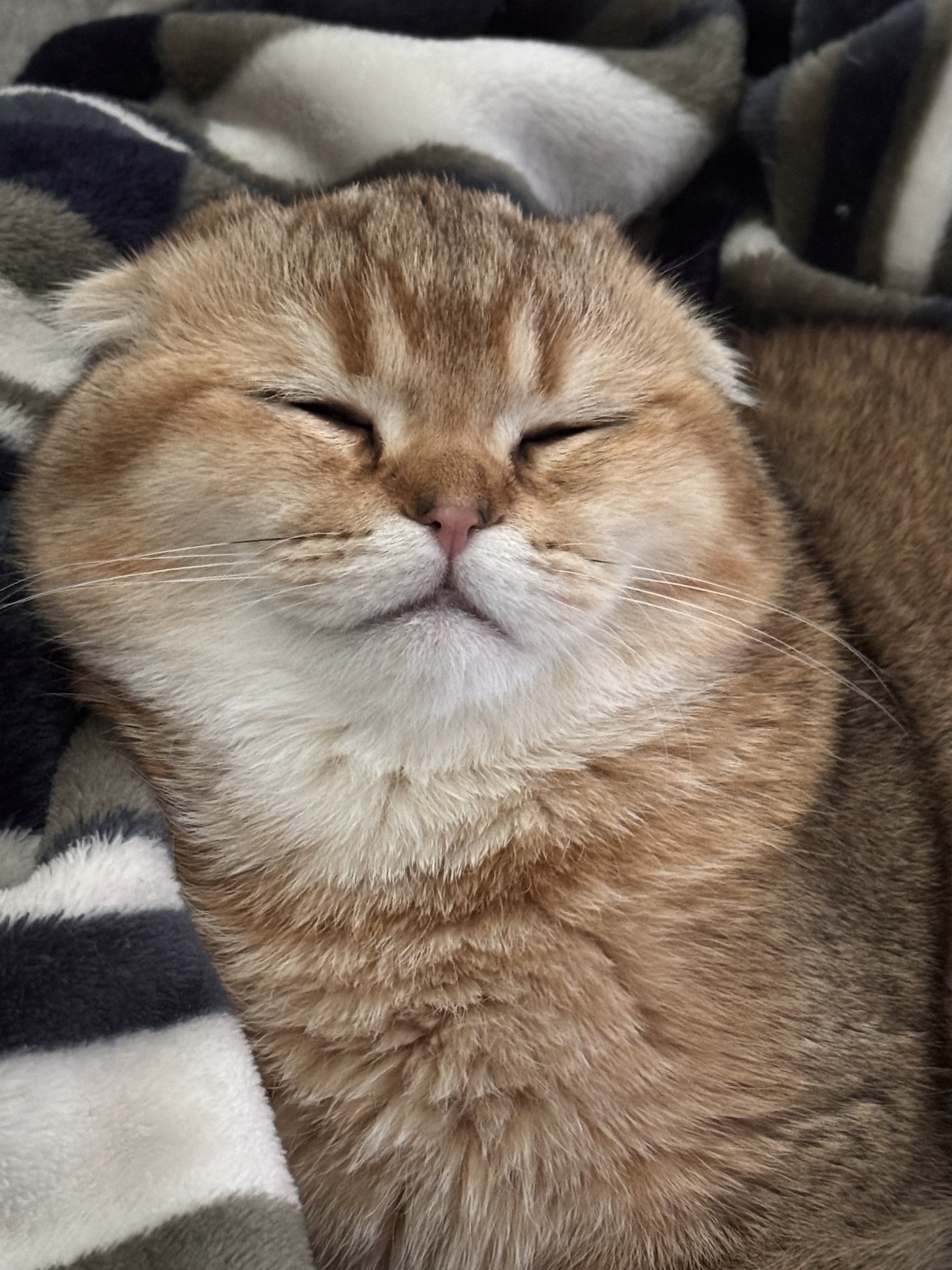 Scottish Fold Kitten resting