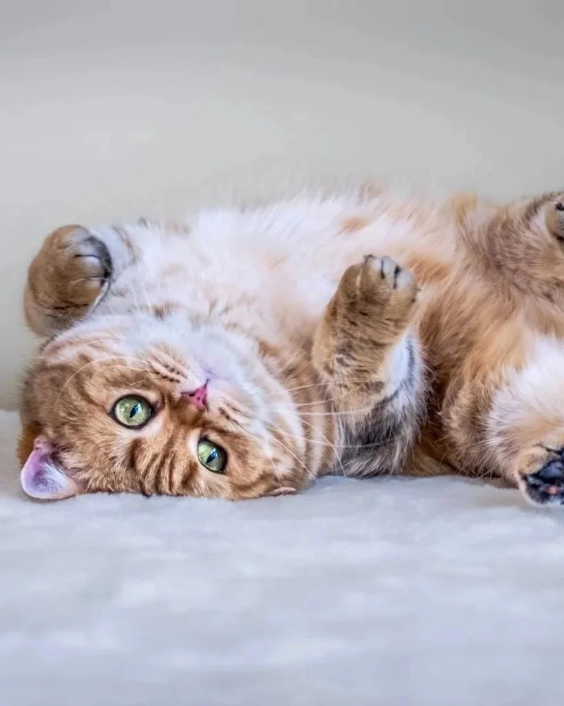 Foxy Of PurrfectlyFold