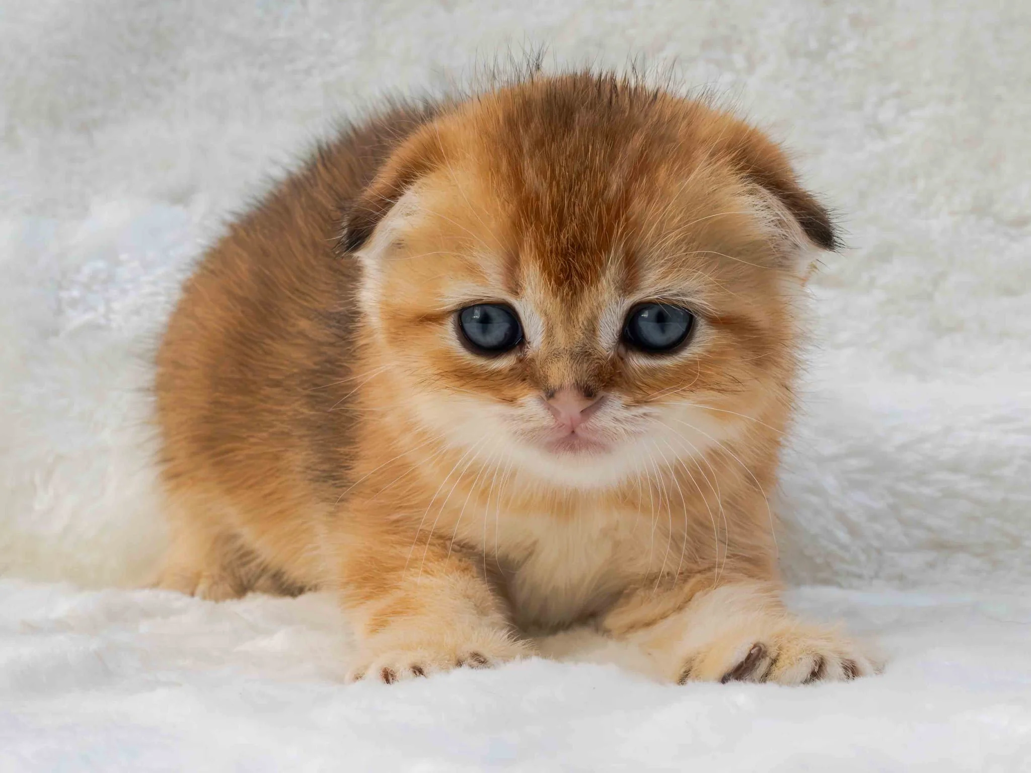 Hugo of PurrfectlyFold, a black golden shaded Scottish Fold kitten