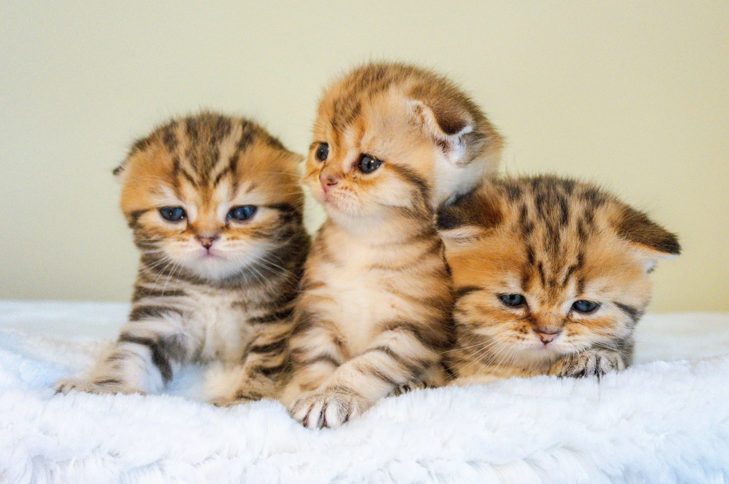 Three beautiful black golden classic tabby Scottish kittens, Isabella, Iris, and Itai, together at PurrfectlyFold Cattery.